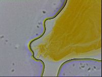Paramacrobiotus areolatus image
