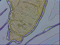 Paramacrobiotus areolatus image