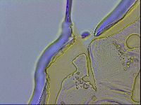 Paramacrobiotus areolatus image