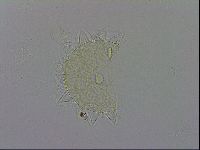 Paramacrobiotus areolatus image