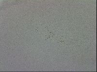 Mesobiotus furciger image