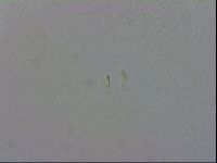Mesobiotus furciger image