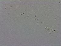 Mesobiotus furciger image