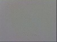 Mesobiotus furciger image