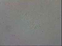 Mesobiotus furciger image
