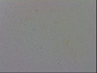 Mesobiotus furciger image