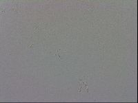 Mesobiotus furciger image