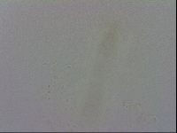 Mesobiotus furciger image
