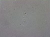 Mesobiotus furciger image