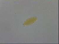 Mesobiotus furciger image