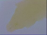 Mesobiotus furciger image