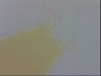 Mesobiotus furciger image
