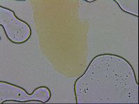 Mesobiotus furciger image