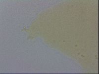 Mesobiotus furciger image