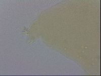 Mesobiotus furciger image