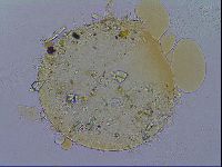 Richtersius coronifer image