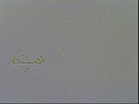 Richtersius coronifer image