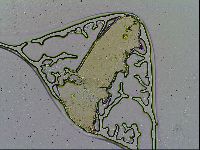 Richtersius coronifer image
