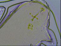 Richtersius coronifer image
