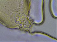 Richtersius coronifer image