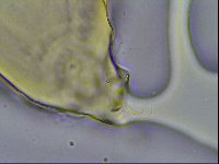 Richtersius coronifer image