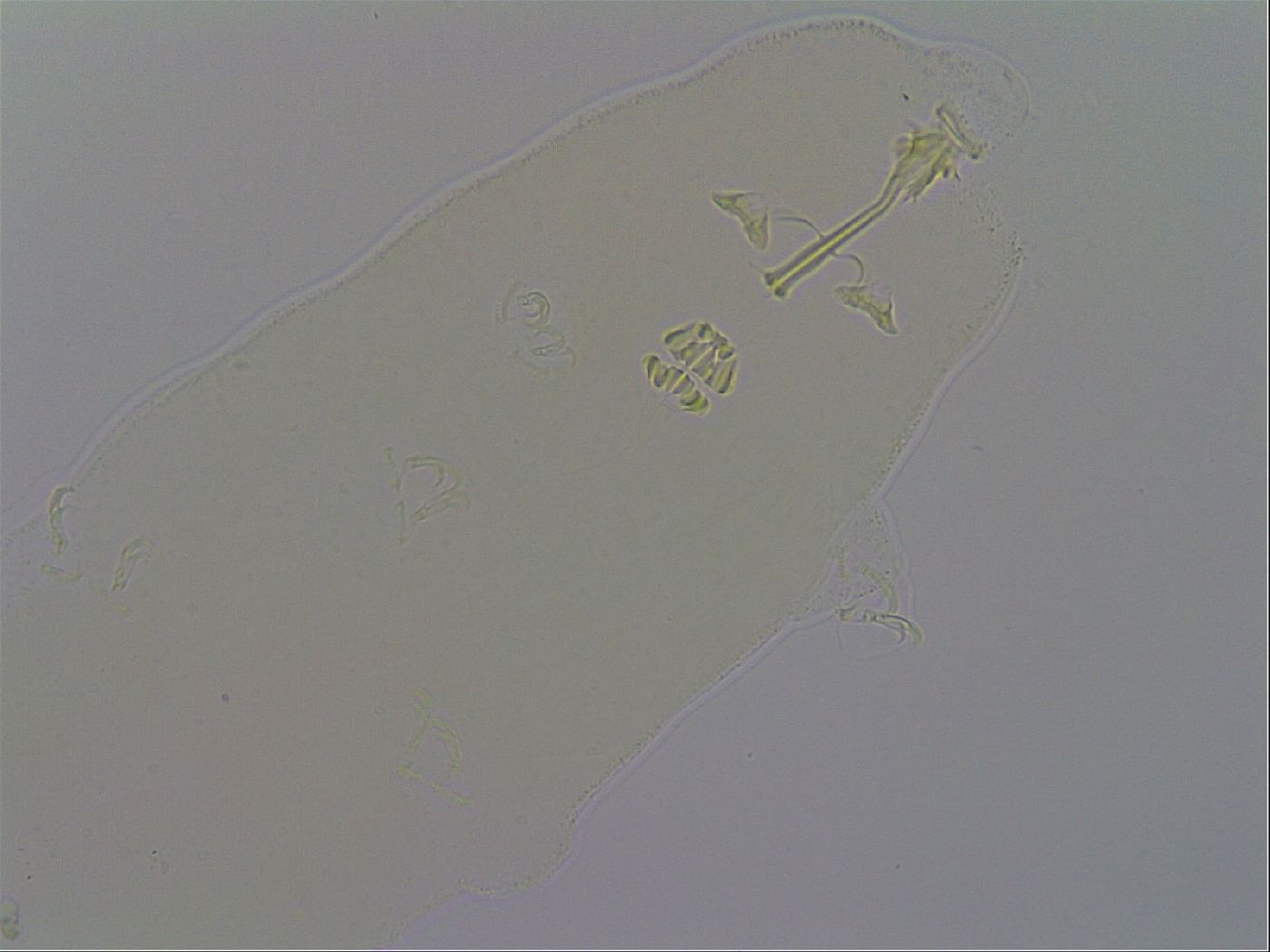 Richtersius image