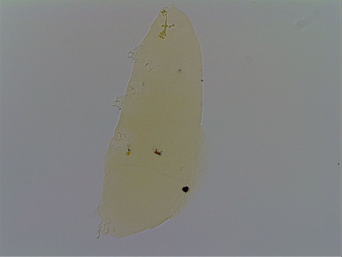 Richtersius image
