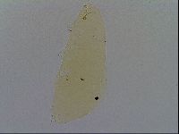 Richtersius coronifer image
