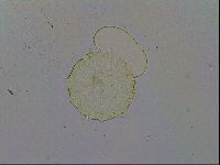 Macrobiotus pallarii image