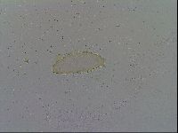 Media resource of Macrobiotus pallarii