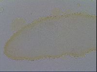 Macrobiotus pallarii image