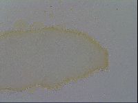 Macrobiotus pallarii image