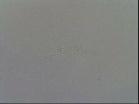 Mesobiotus furciger image