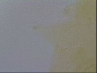 Mesobiotus furciger image