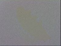 Media resource of Mesobiotus furciger