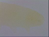 Mesobiotus furciger image