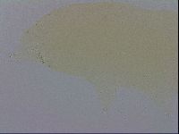 Mesobiotus furciger image