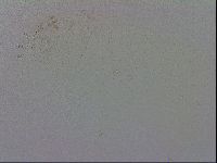 Mesobiotus furciger image