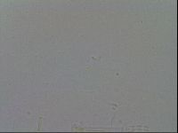 Mesobiotus furciger image