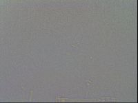Mesobiotus furciger image