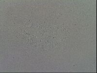 Mesobiotus furciger image