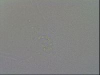 Mesobiotus furciger image