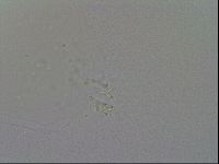 Mesobiotus furciger image