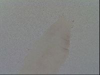 Mesobiotus furciger image