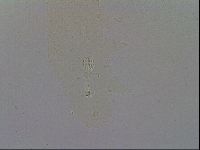 Mesobiotus furciger image
