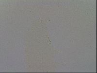 Mesobiotus furciger image
