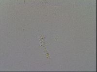 Mesobiotus furciger image