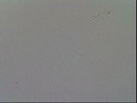 Mesobiotus furciger image