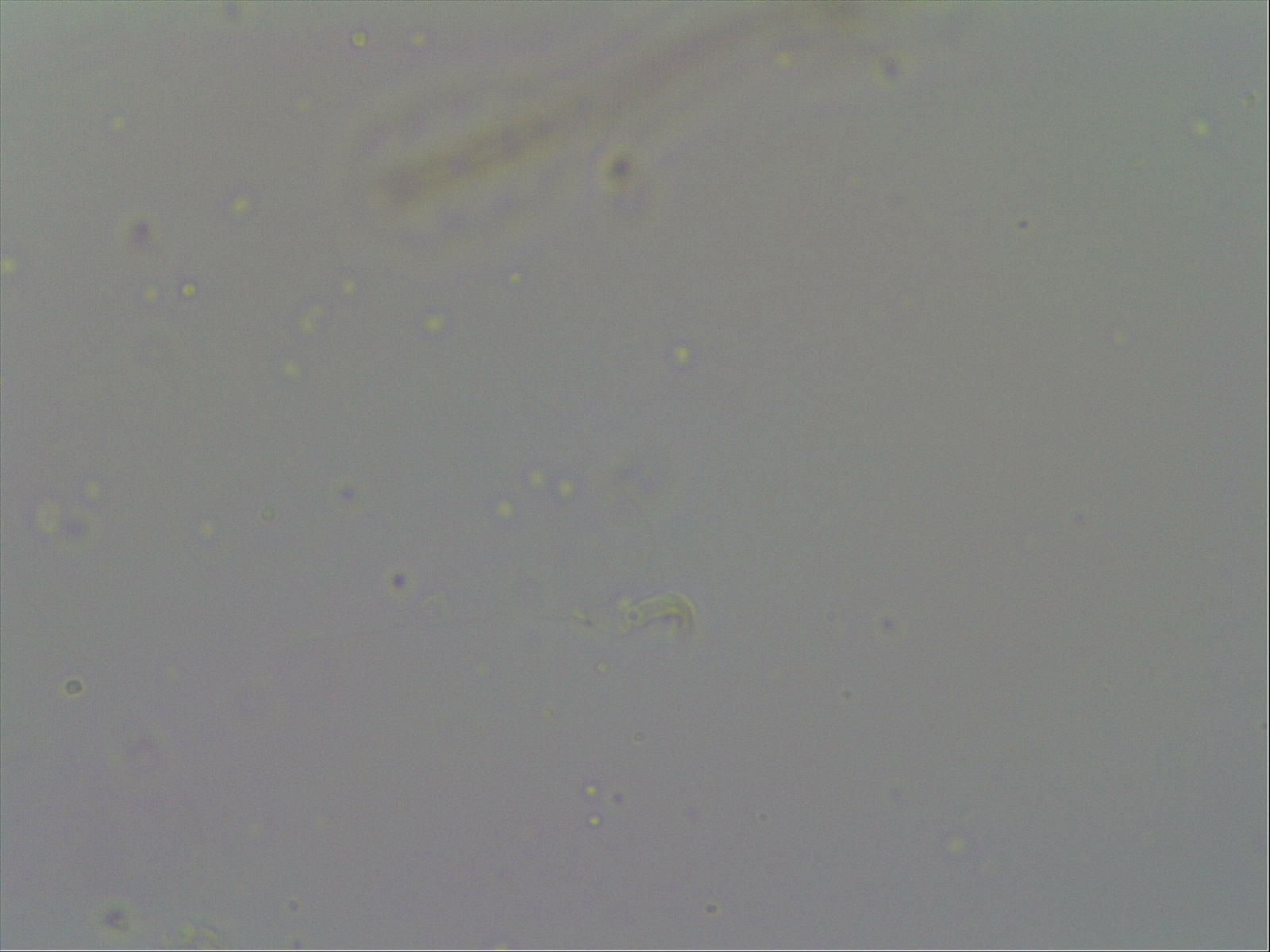 Mesobiotus furciger image