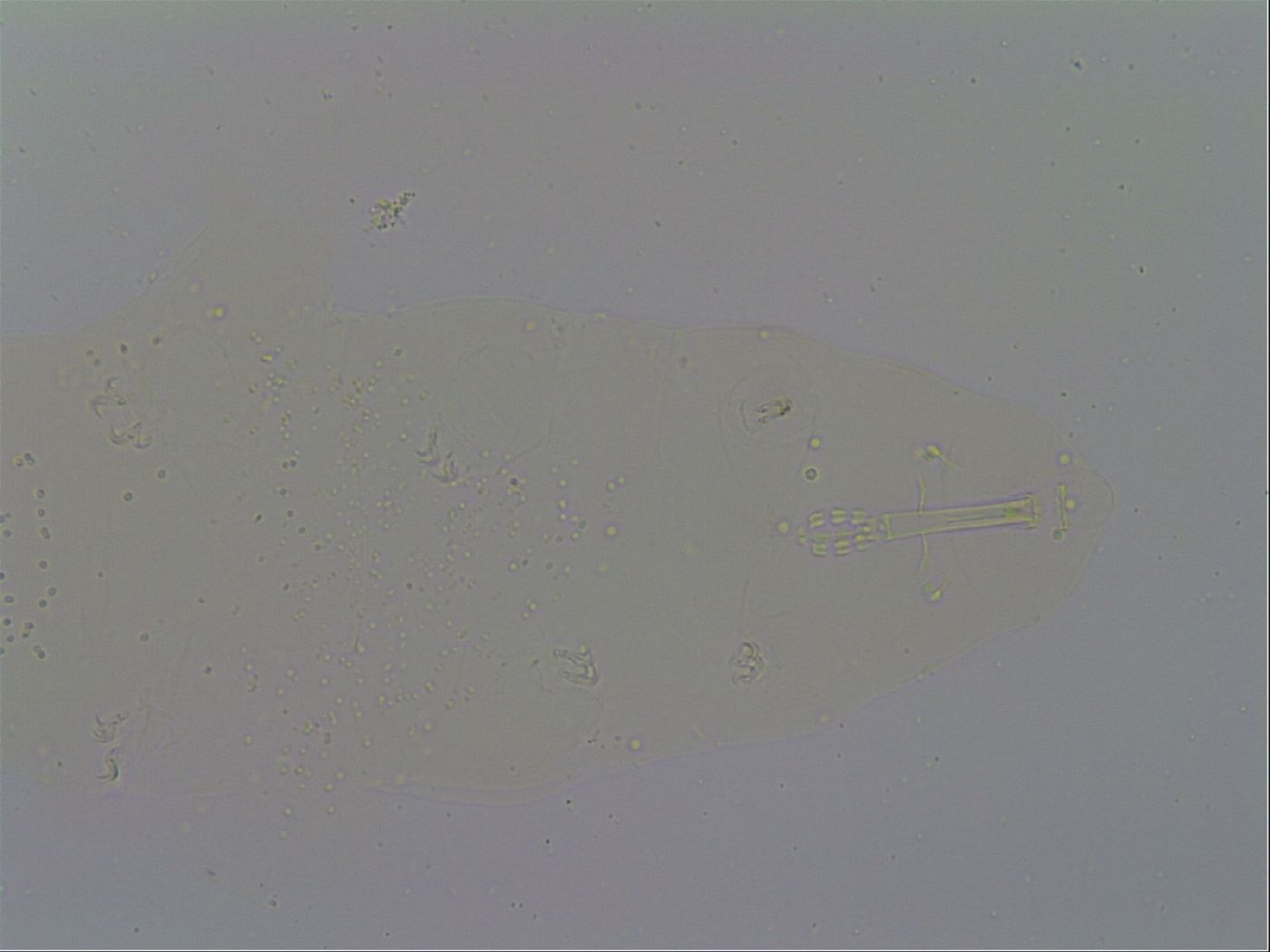 Mesobiotus furciger image